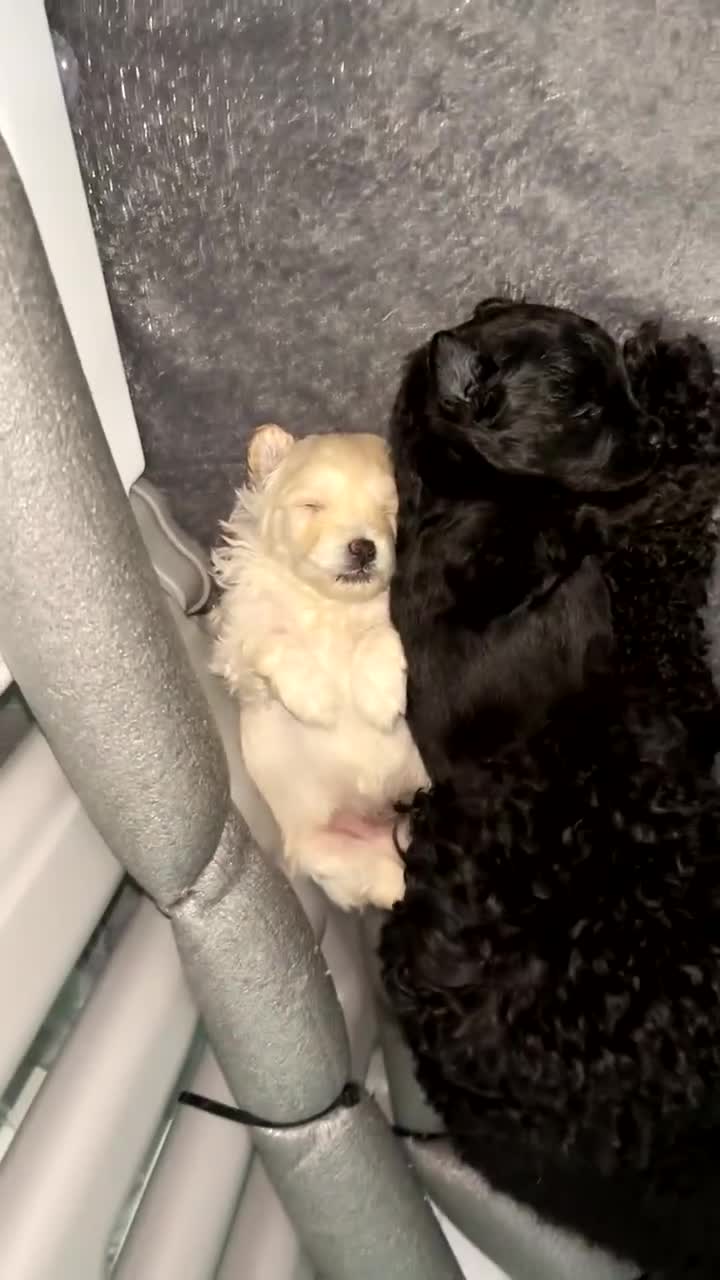 Pomapoo dogs for sale: 2 adorable boy pomapoo’s  - Video 2