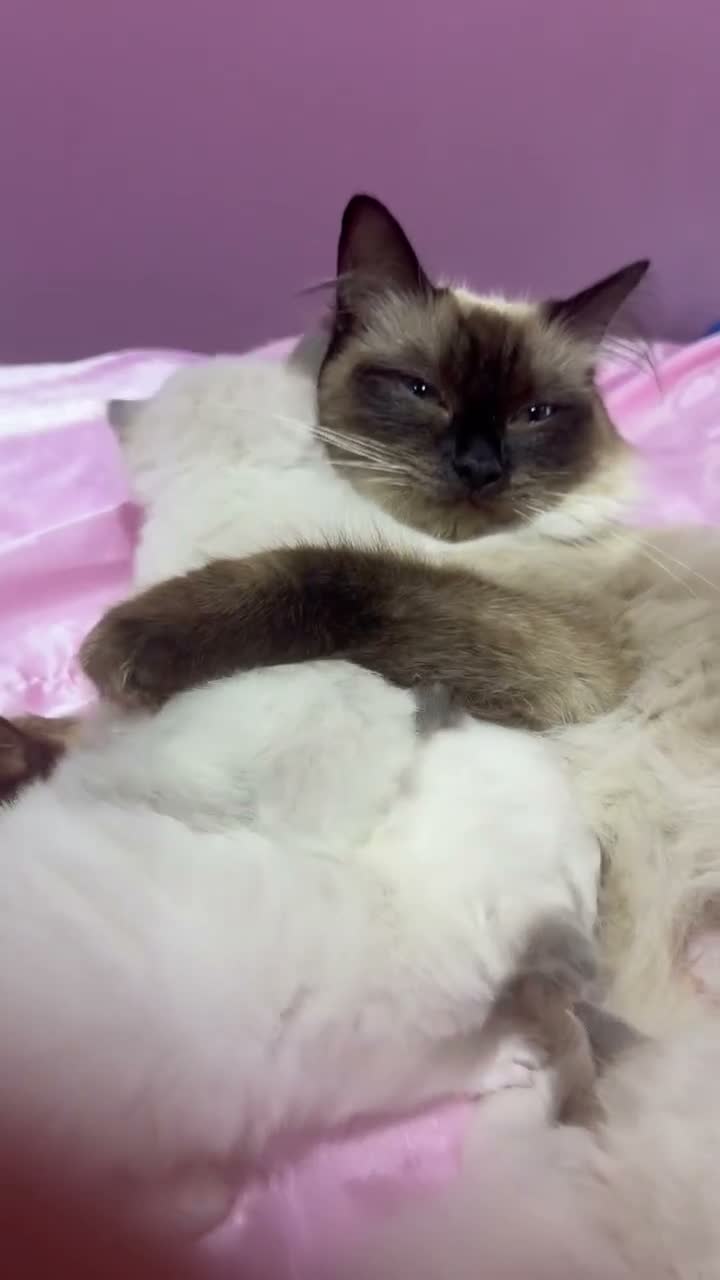 Ragdoll cats for sale: Pure breed healthy Ragdolls  - Video 1