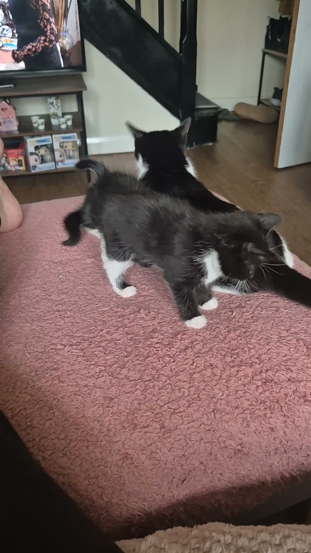 Mixed Breed cats for sale: Friendly kittens available  - Video 1