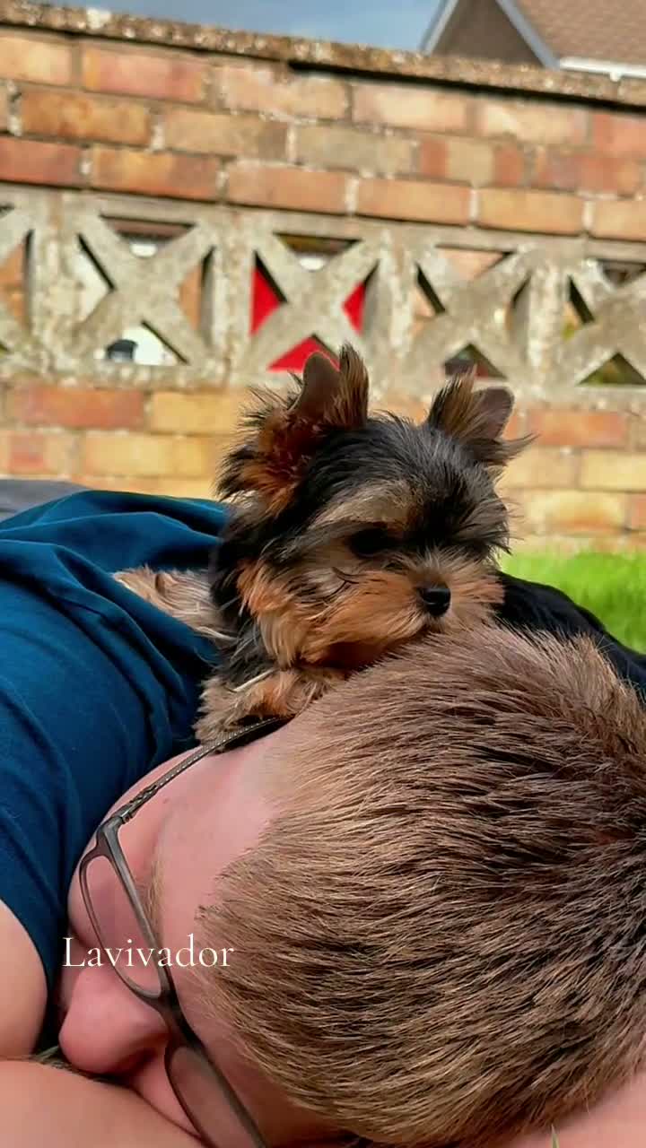 Yorkshire Terrier dogs for sale: Little girls looking for forever home  - Video 1