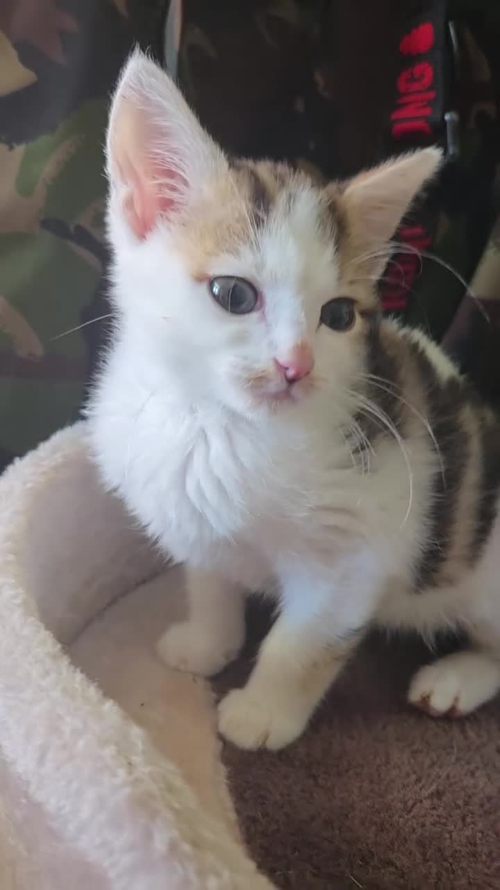 Mixed Breed cats for sale: 2 kittens both boys - Video 1