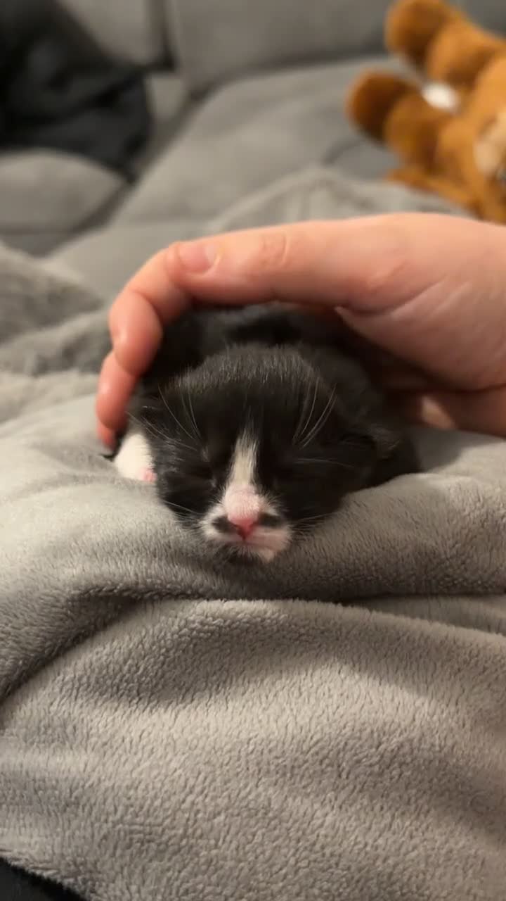 Domestic Shorthair cats for sale: 3 baby kittens ready for  **  eve - Video 4