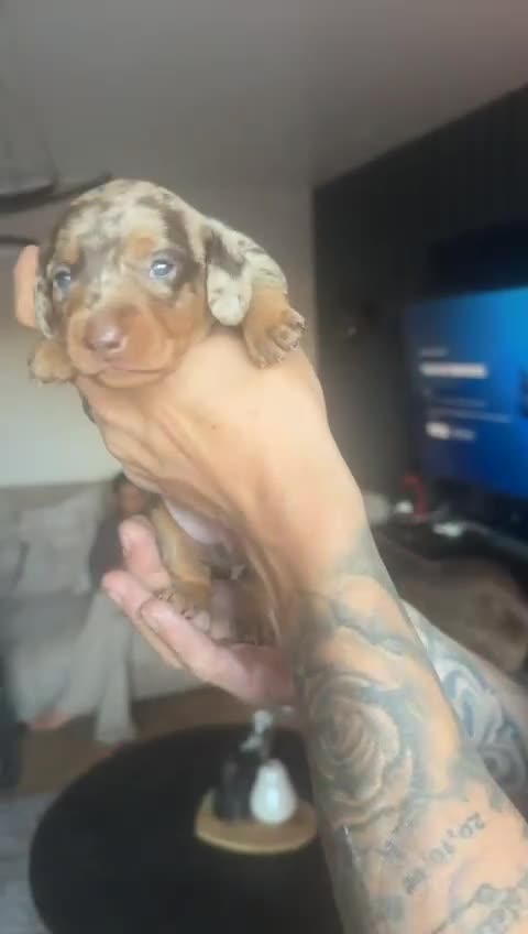 Miniature Dachshund dogs for sale: Miniature daschaund puppies  - Video 3