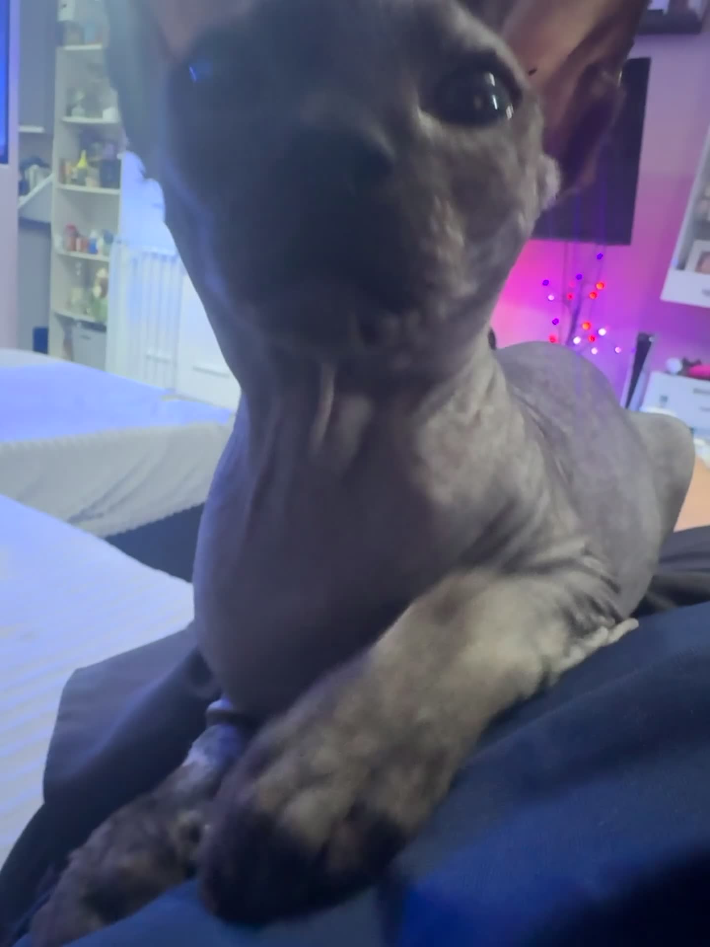 Sphynx cats for sale: Boy available  - Video 2