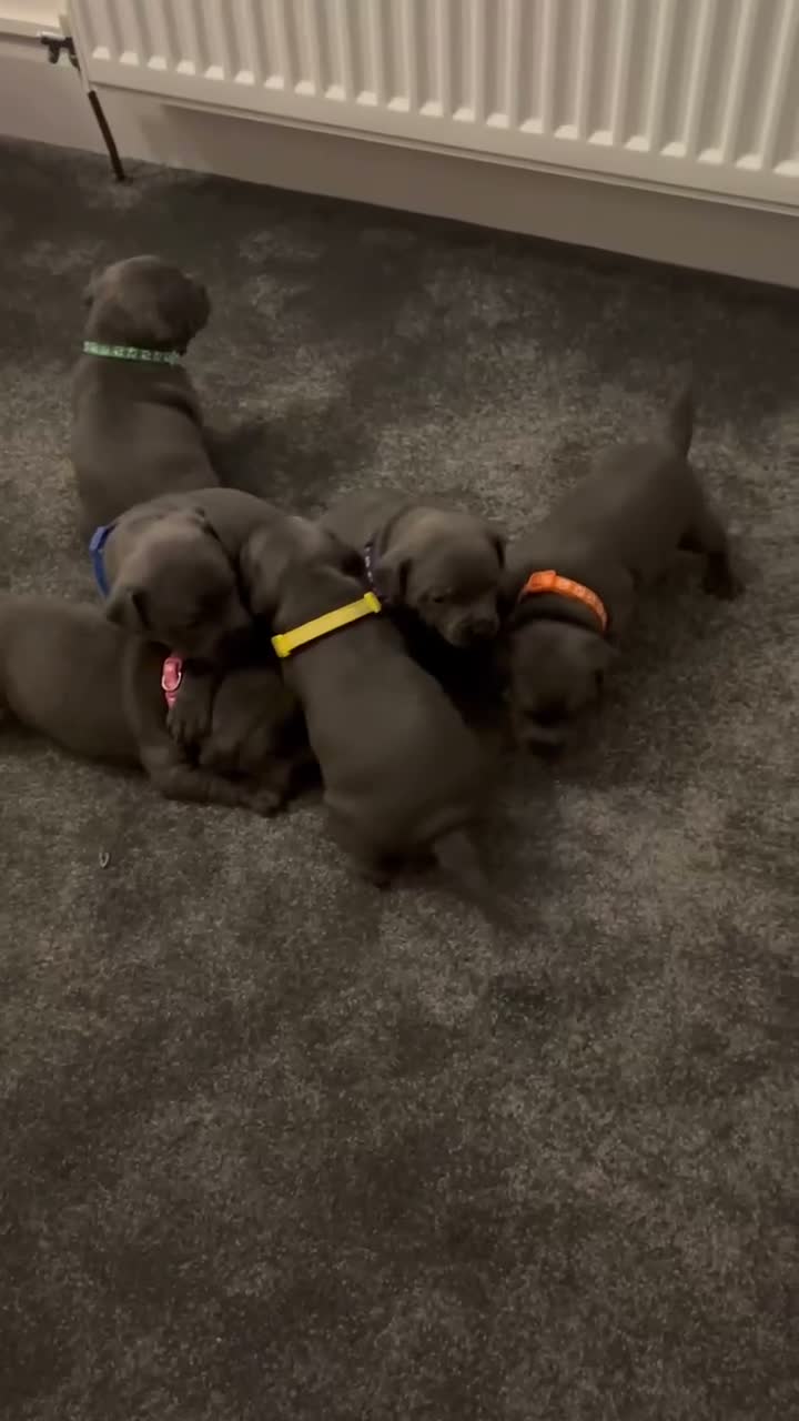 Staffordshire Bull Terrier dogs for sale: Blue Staffordshire bull terriers  - Video 1
