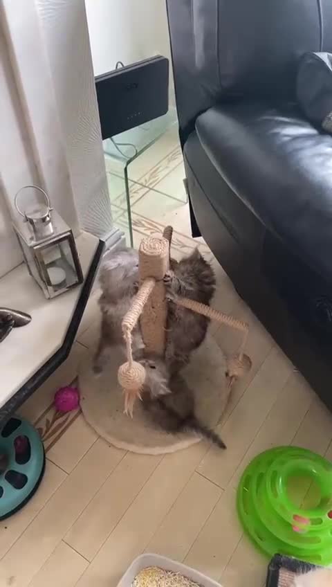 Persian cats for sale: Two multicoloured Persian females - Video 1