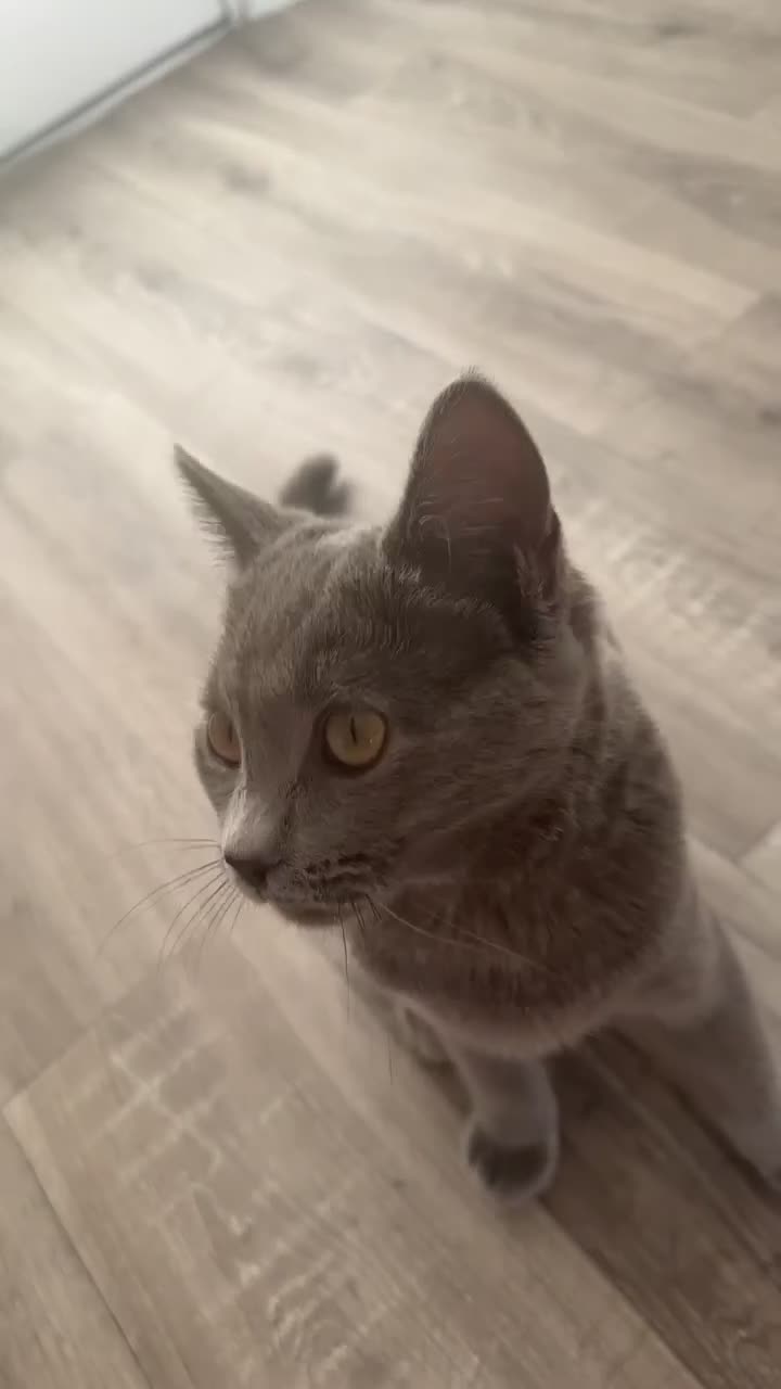 British Shorthair cats for sale: his name, Leo - Video 1