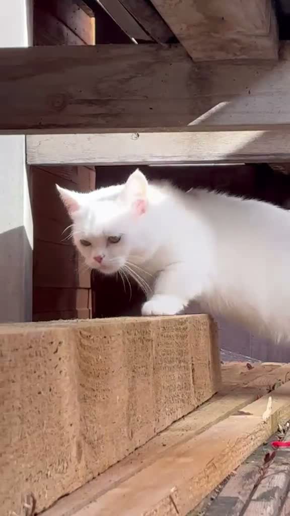 Munchkin cats for sale: 😻❤️ Marshmallow “Baby” ❤️🥰 - Video 1