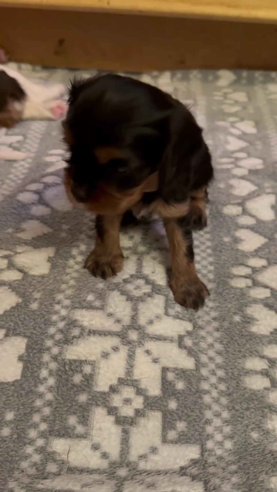 Cavalier King Charles Spaniel dogs for sale: Cavalier King Charles carries of Chocolate Gene - Video 1