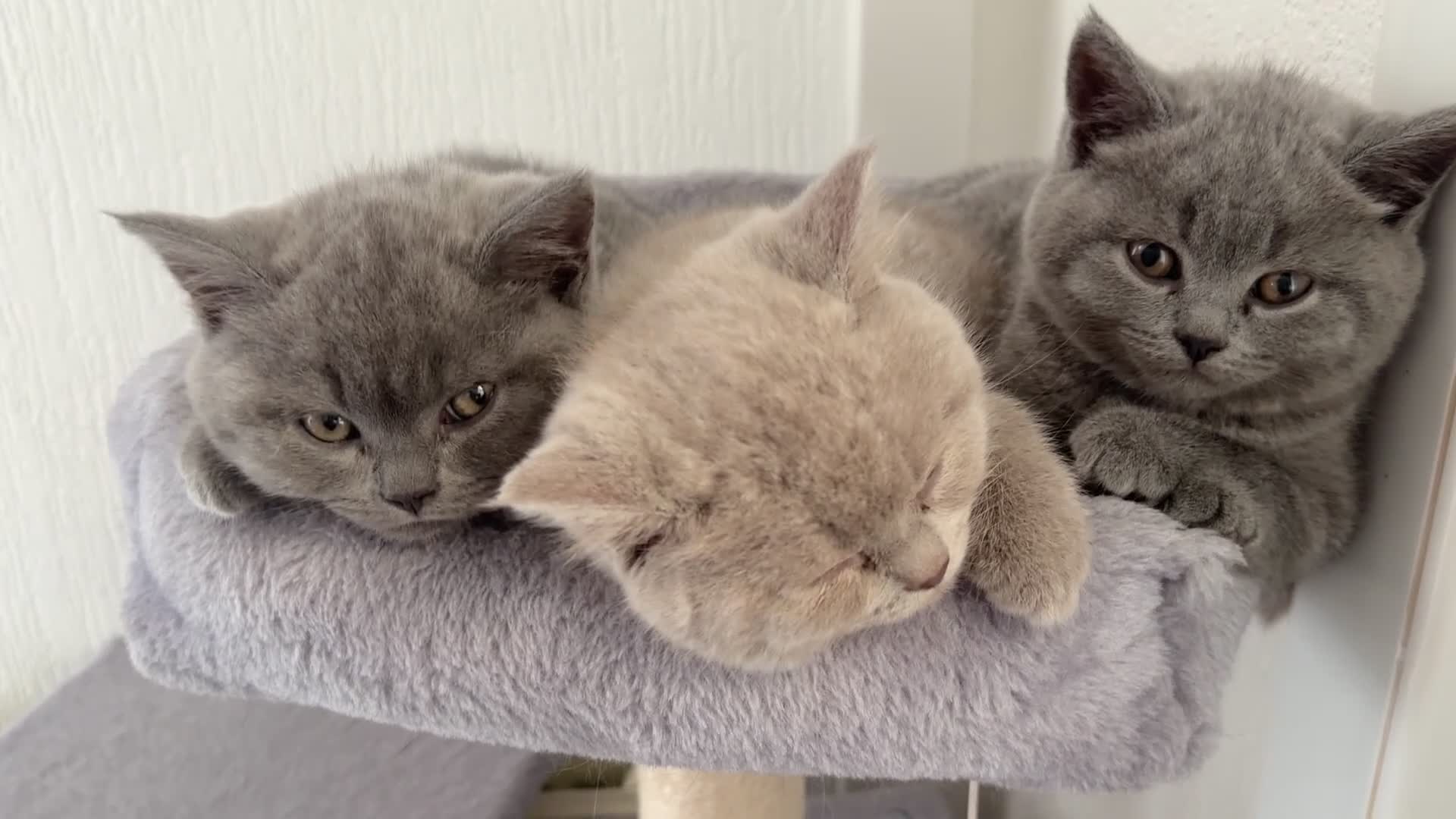 British Shorthair cats for sale: British shorthair kittens - Video 1