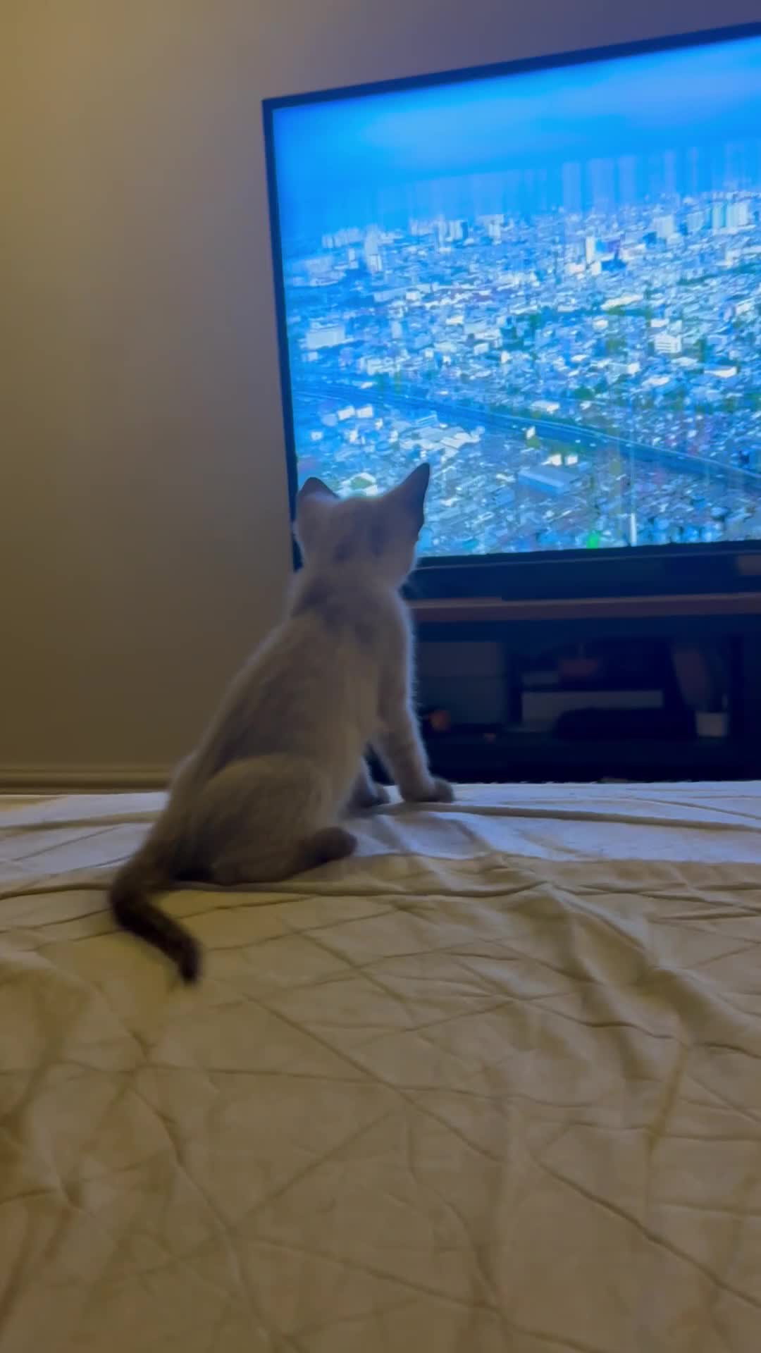Siamese cats for sale: Playful Siamese Boys – Needs a Forever Family in Harpenden - Video 2