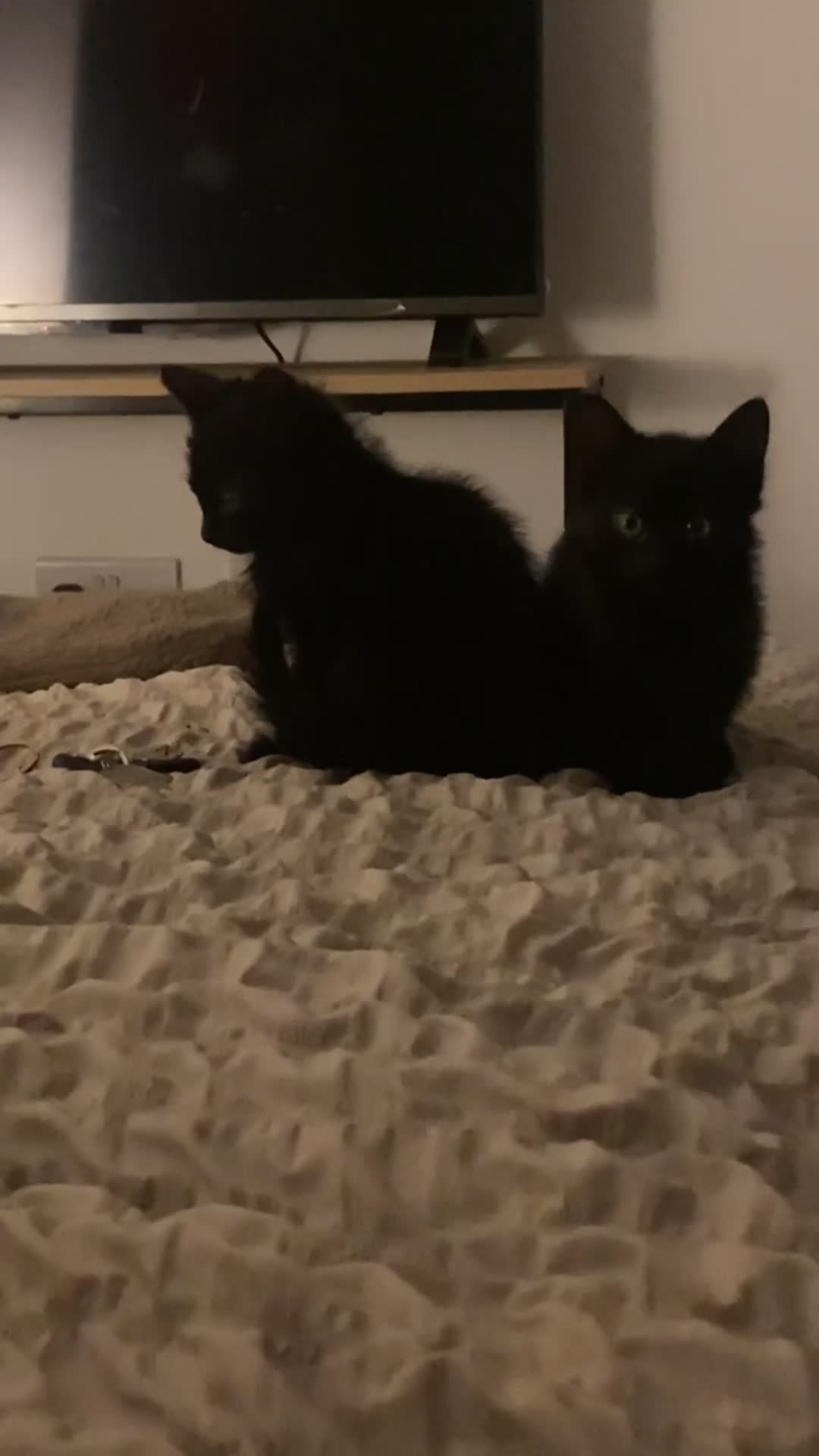 Bengal cats for sale: 3 black bengal kittens  - Video 4