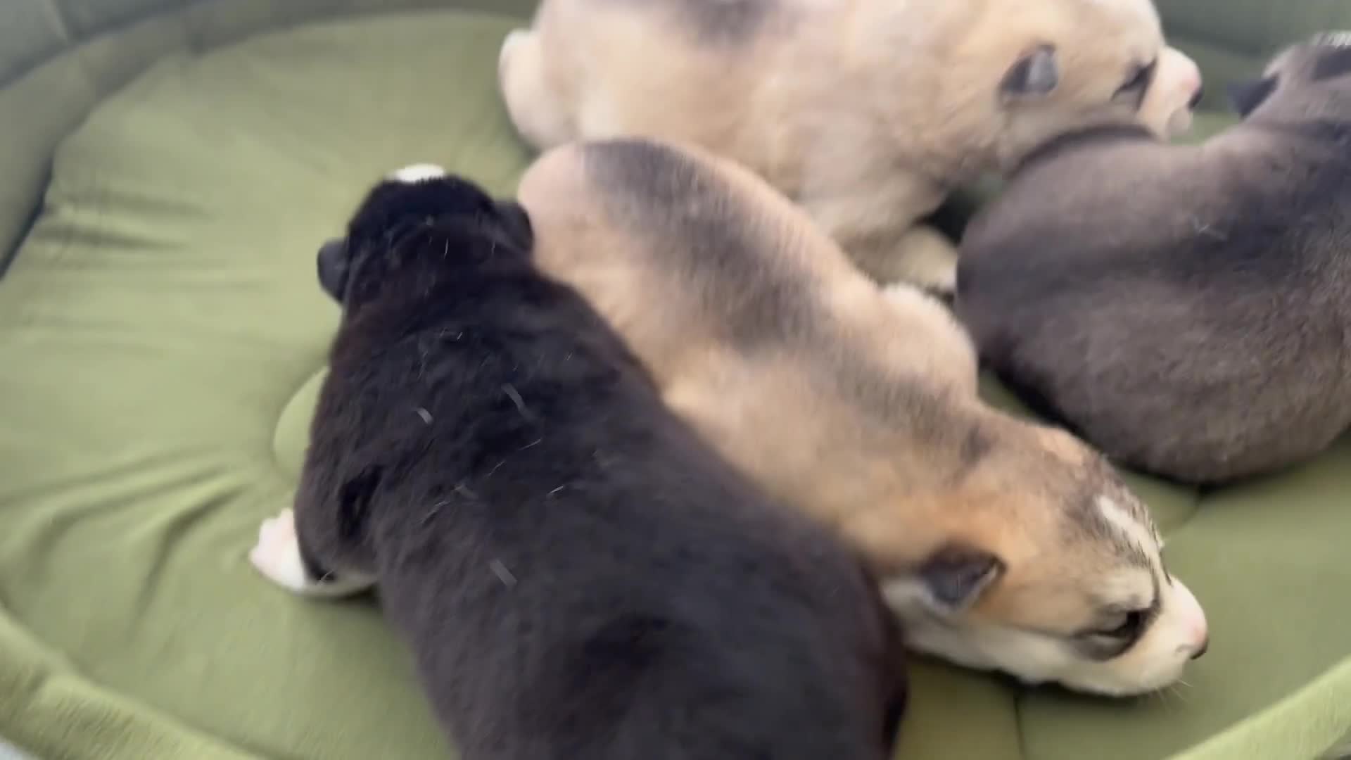 Siberian Husky dogs for sale: Puppies Siberian Huskies  - Video 1