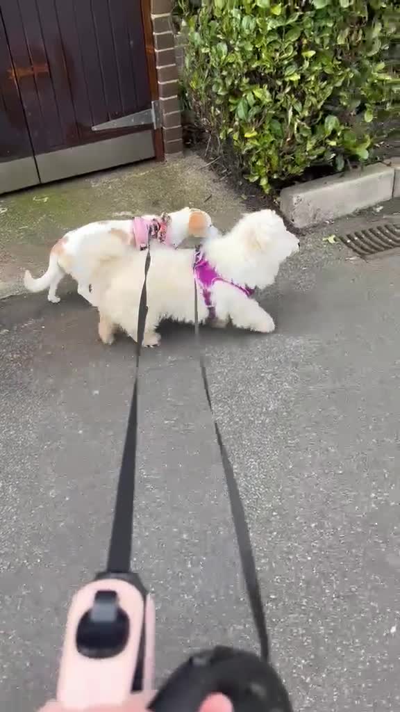 Maltese dogs for adoption: Terrier Girl is Looking for Her Forever Home - Video 1