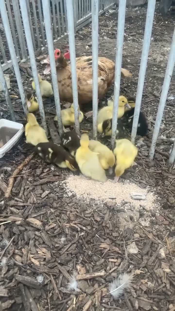 Ducks poultry for sale: Muscovy ducklings  - Video 1