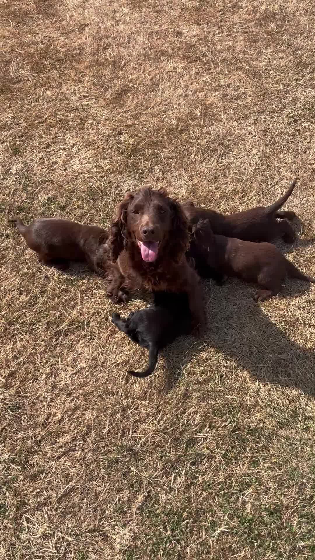 Cocker Spaniel dogs for sale: Cocker spaniel pups for sale - Video 1