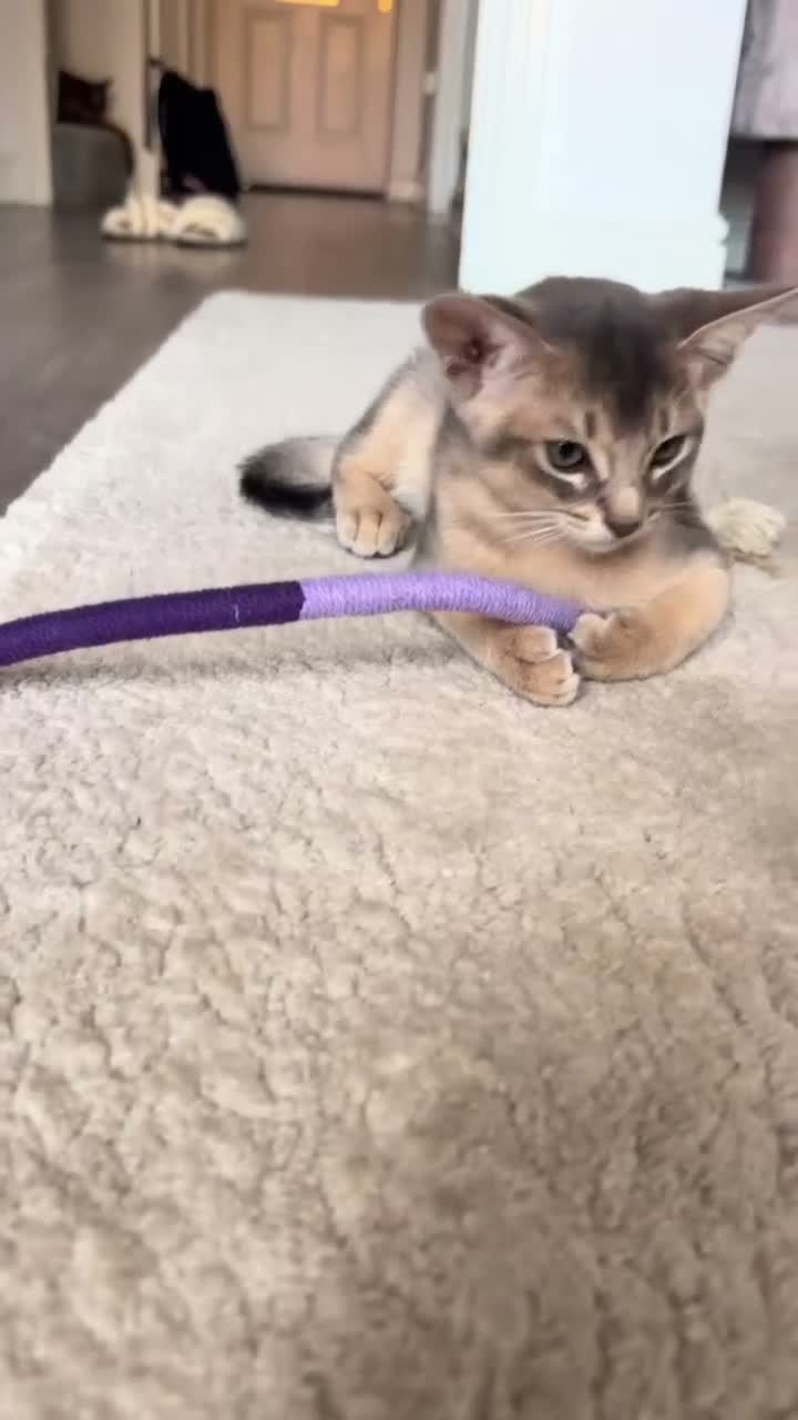 Abyssinian cats for sale: 🐾 Two Gorgeous Abyssinian Kittens 🐈‍⬛ - Video 5