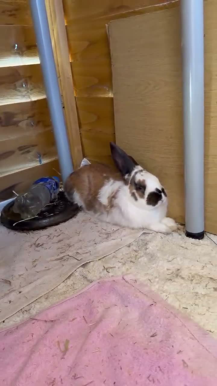 Mixed Breed rabbits for sale: 2 male bonded pair rabbits  - Video 1