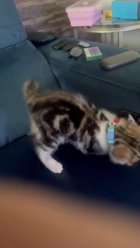 British Shorthair cats for sale: 2 beautiful kittens for sale - Video 1