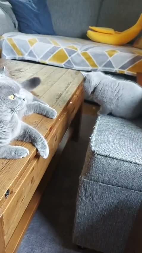British Shorthair cats for sale: GCCF Pedigree British Shorthair Kittens - Video 2