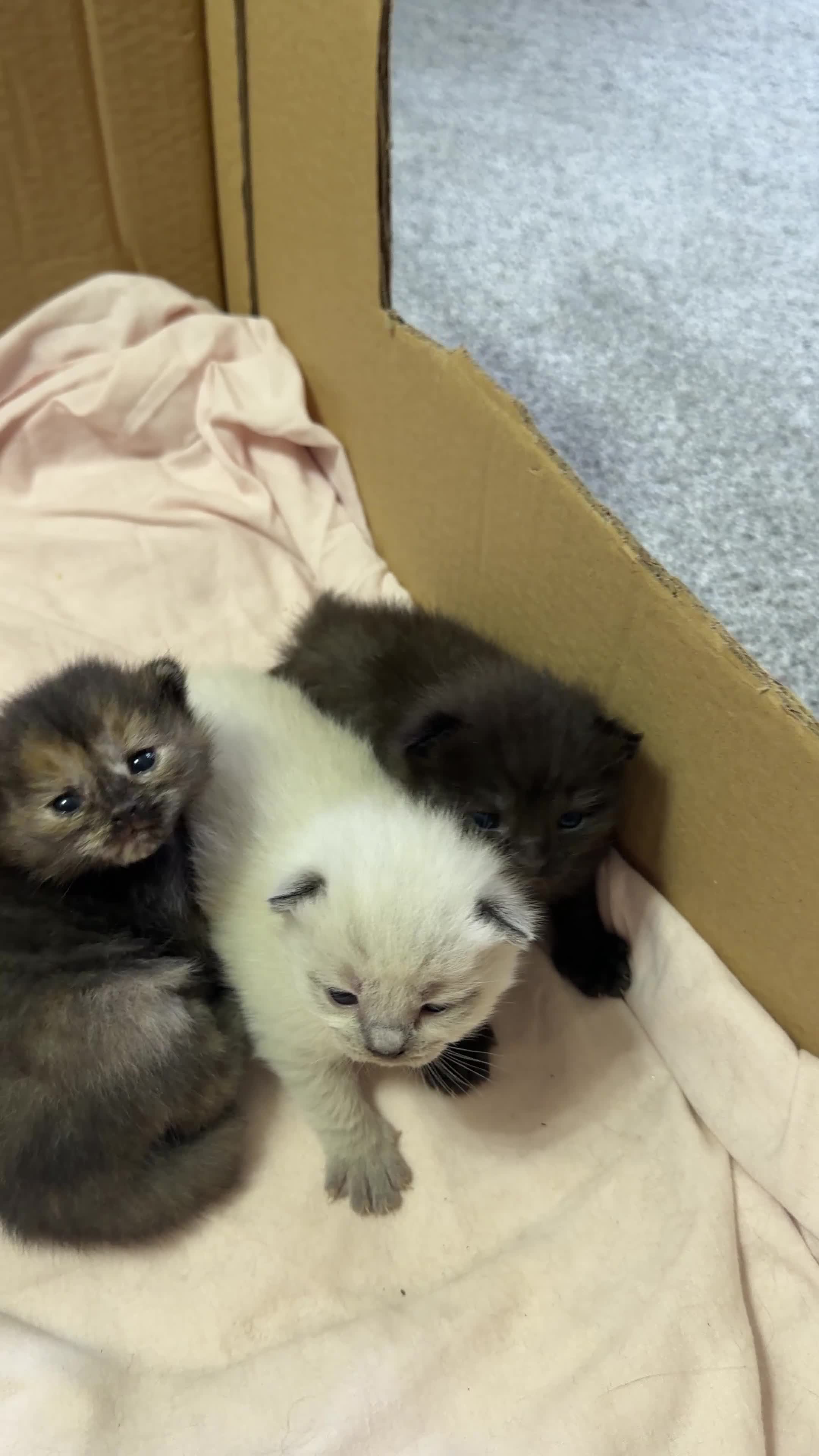 British Shorthair cats for sale: Kittens British Shorthair x Norwegian Forest Cat - Video 1