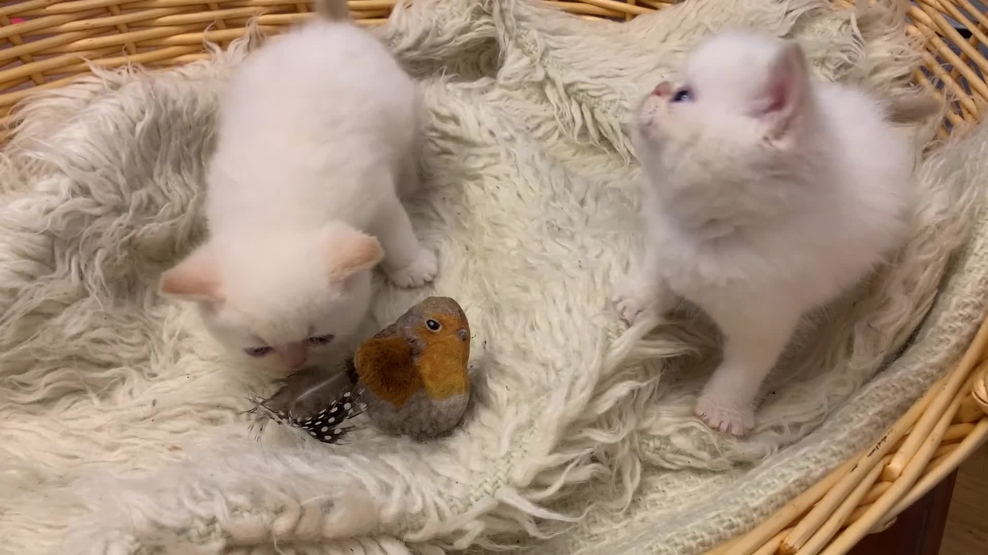Persian cats for sale: Exotic persians  - Video 1