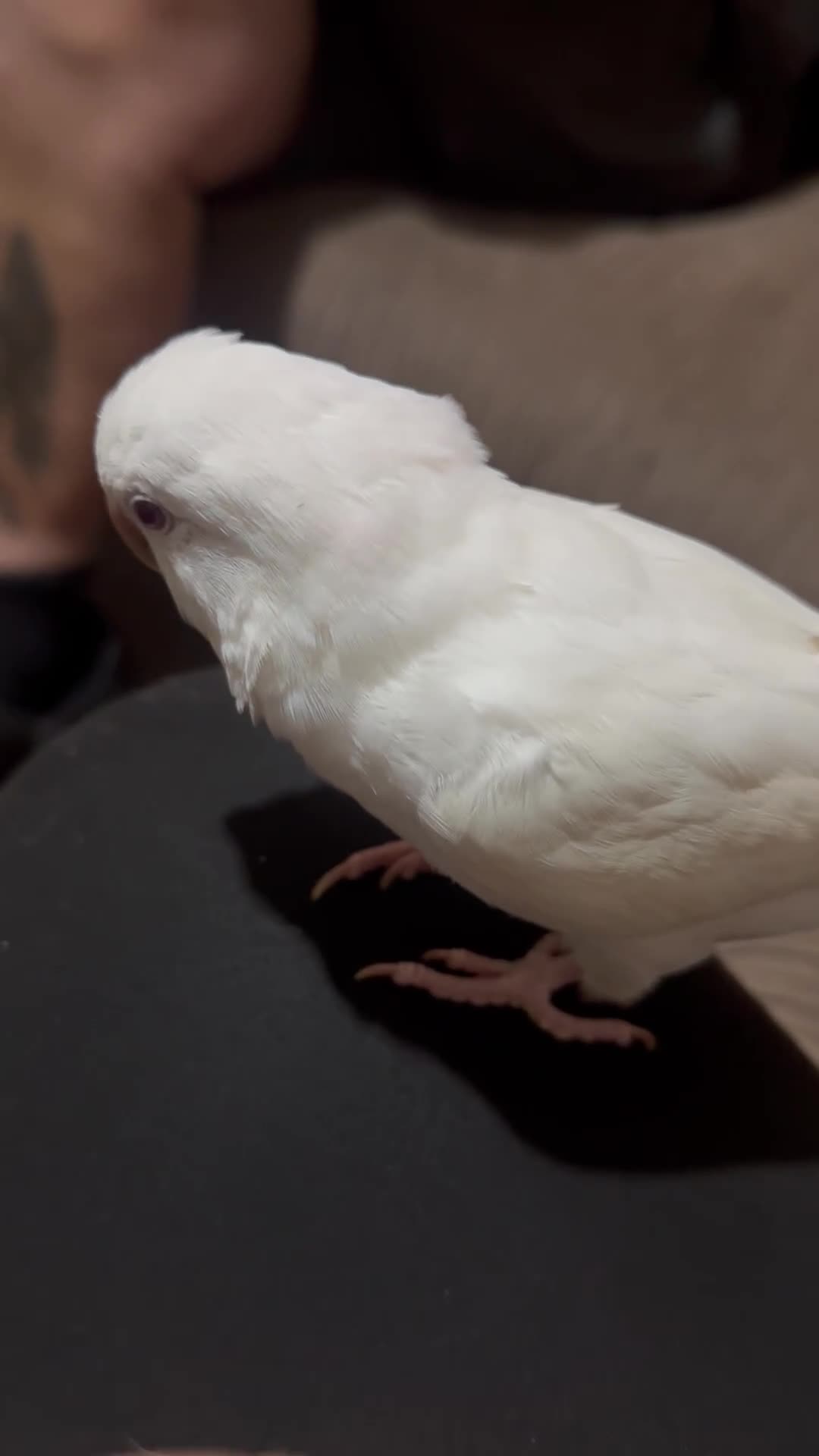 Parakeets birds for sale: Handreared Tame Albino Quaker - Video 3