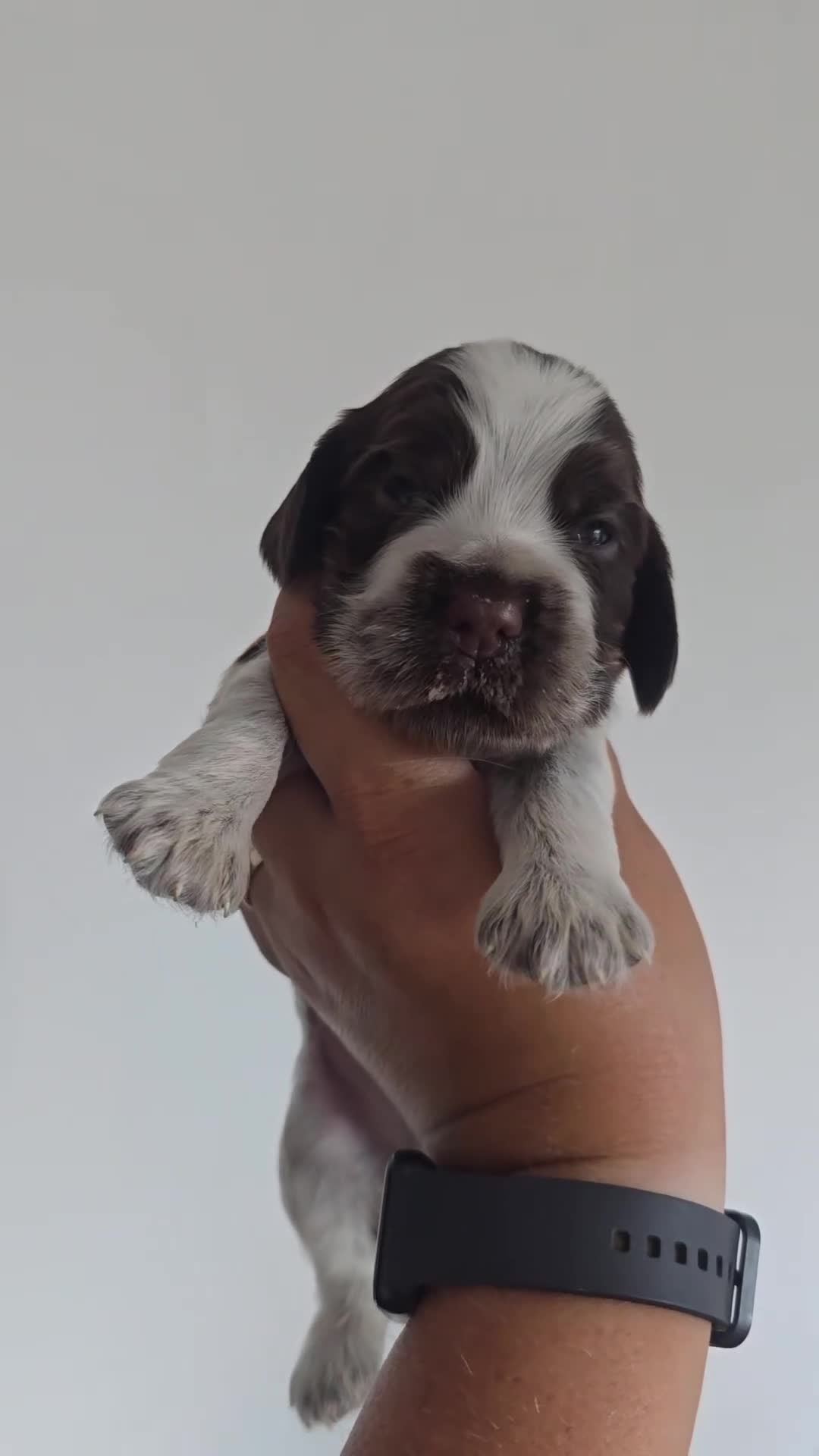 Cocker Spaniel dogs for sale: Kc registered health tested SHOW cocker spainel  - Video 3