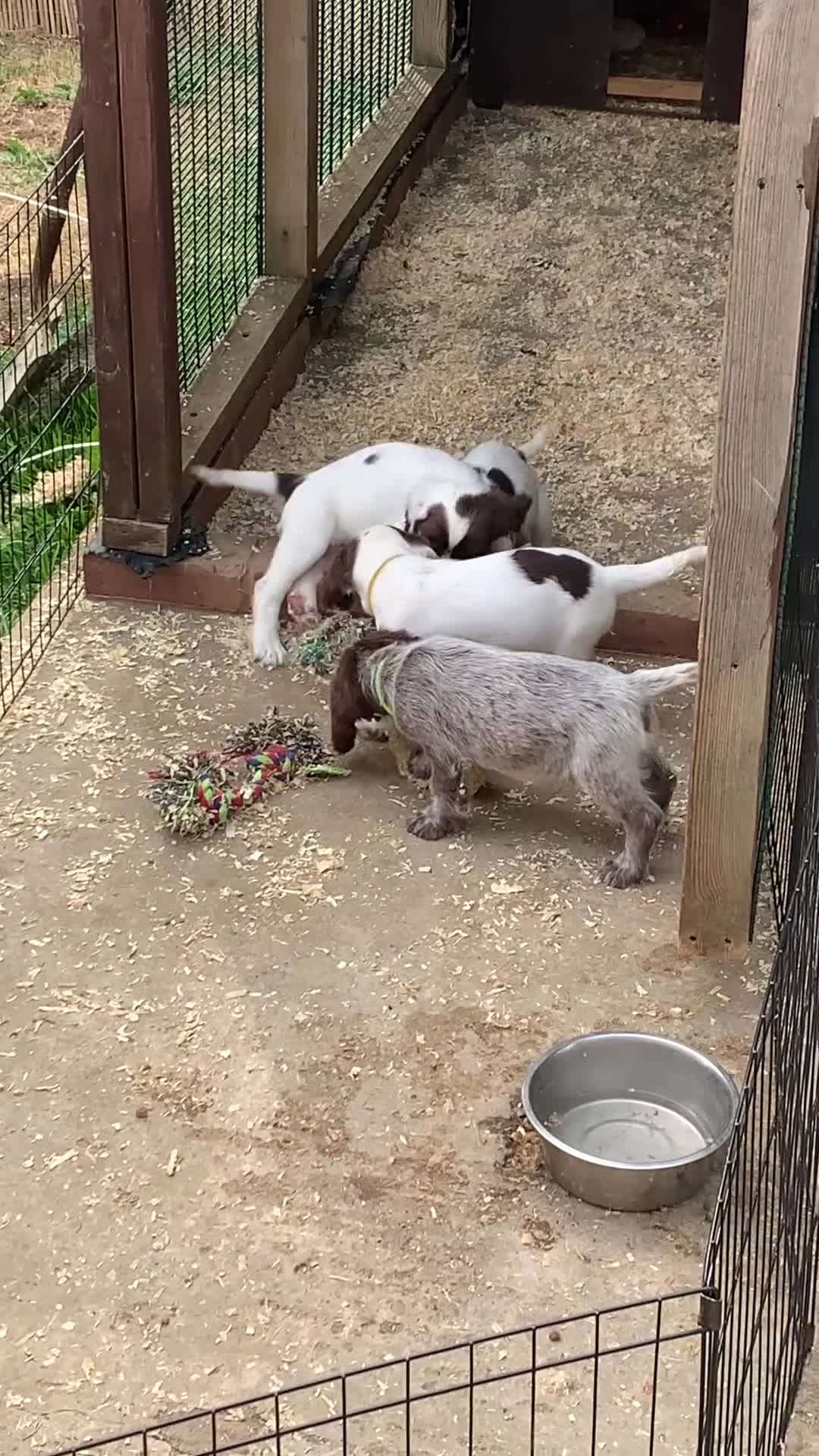 Sprocker dogs for sale: 2boys2girls READY TO LEAVE NOW Cocker Spaniels - Video 1