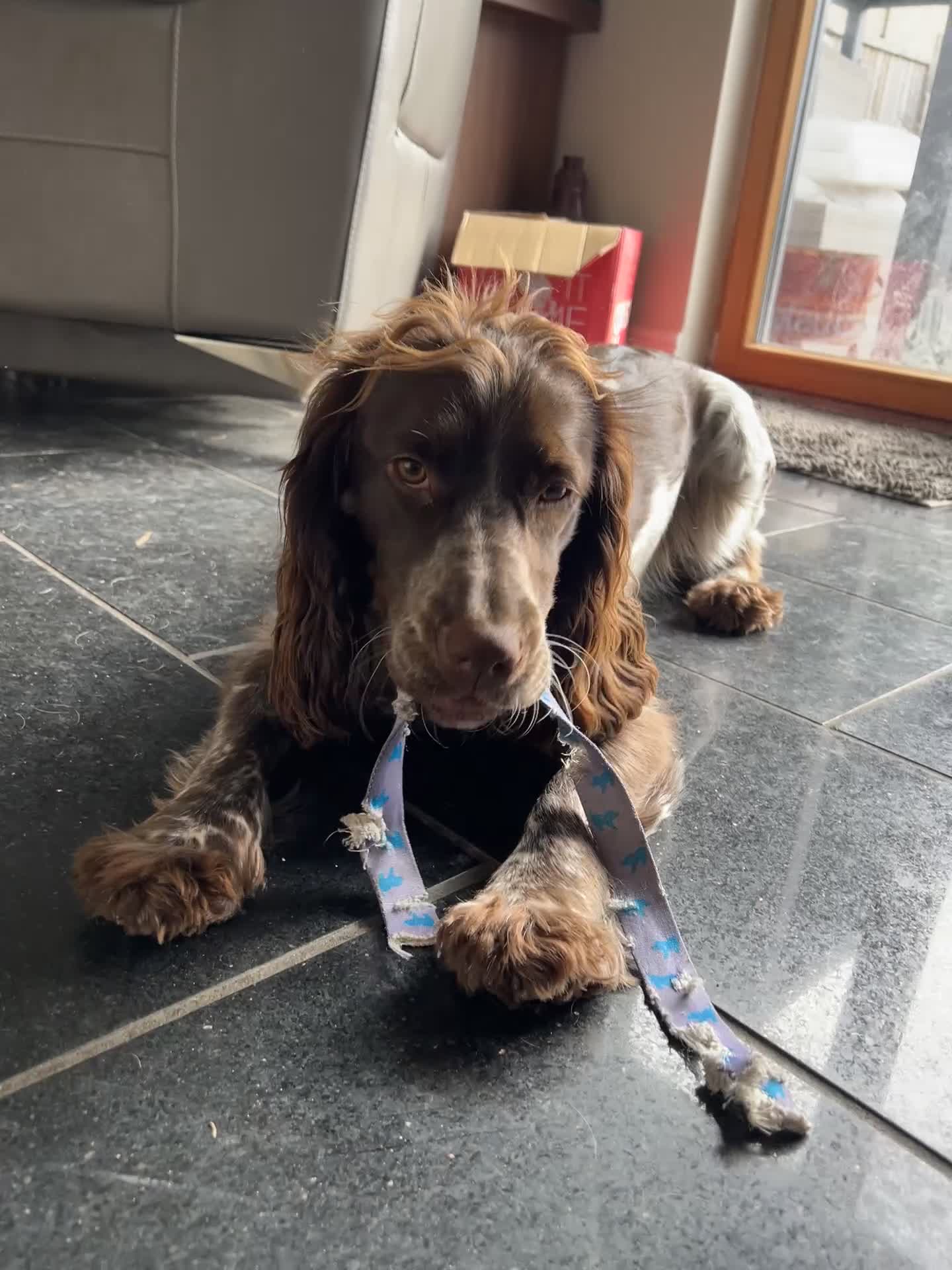 Cocker Spaniel dogs for sale: Affectionate 18 months Female Show Cocker Spaniel in Warwick - Video 1