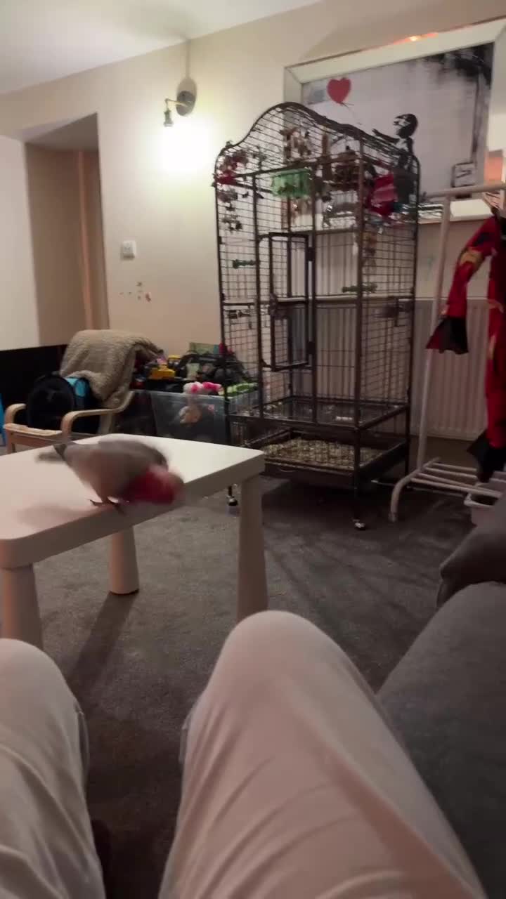 Cockatoo birds for sale: Pink galah cockatoo  in Matlock - Video 3