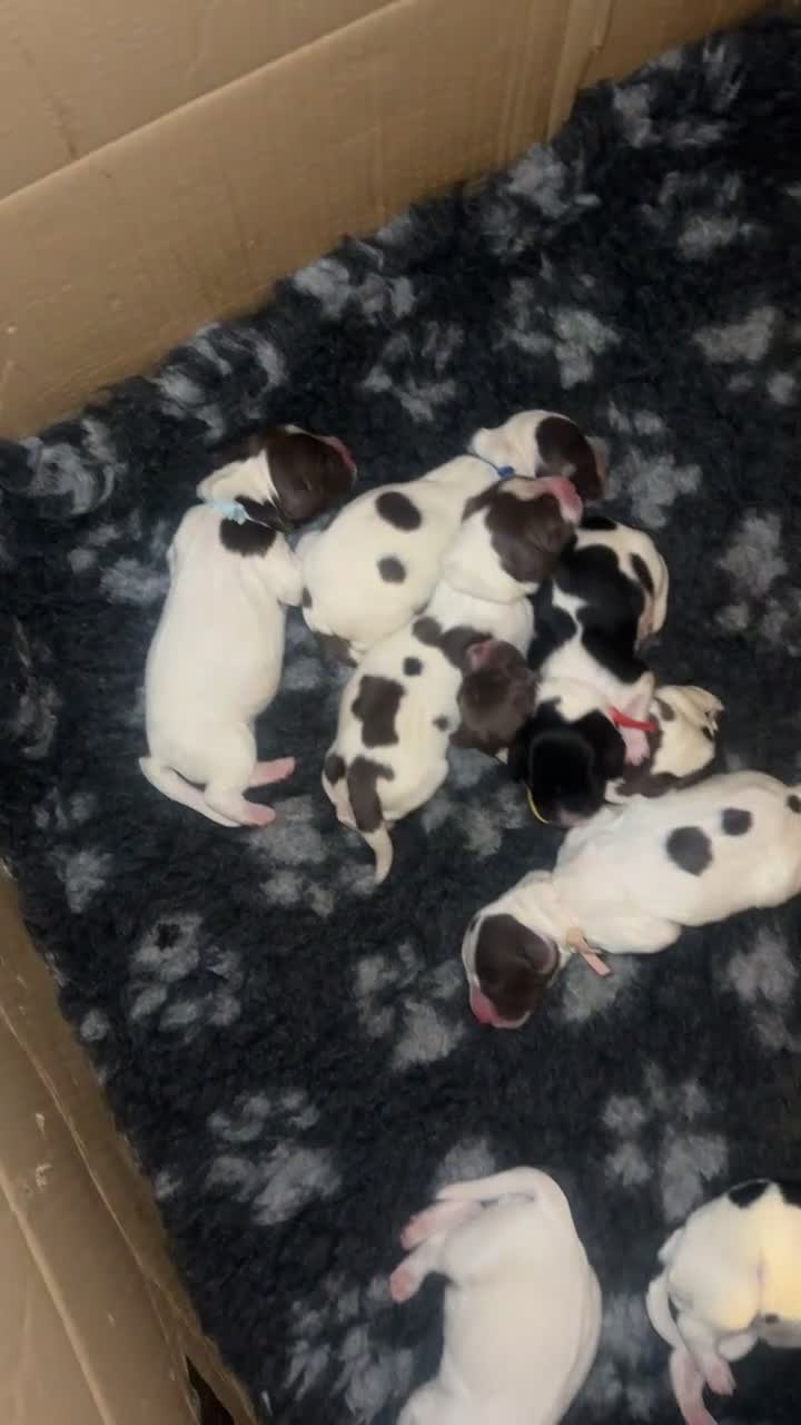 English Springer Spaniel dogs for sale: Gorgeous Working Springer Spaniel Pups! - Video 2