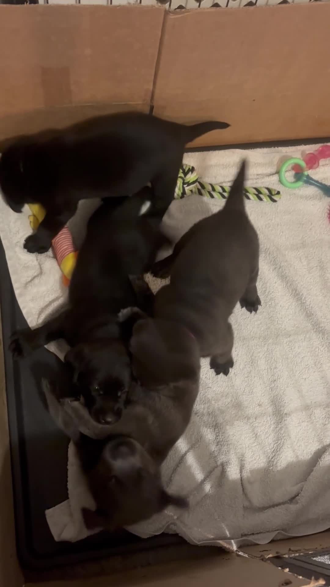 Labrador Retriever dogs for sale: Now taking deposits on my beautiful babies - Video 1