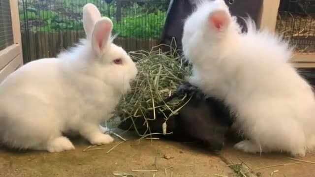 Lionhead rabbits for sale: Two Lion Head Crosses - Video 1