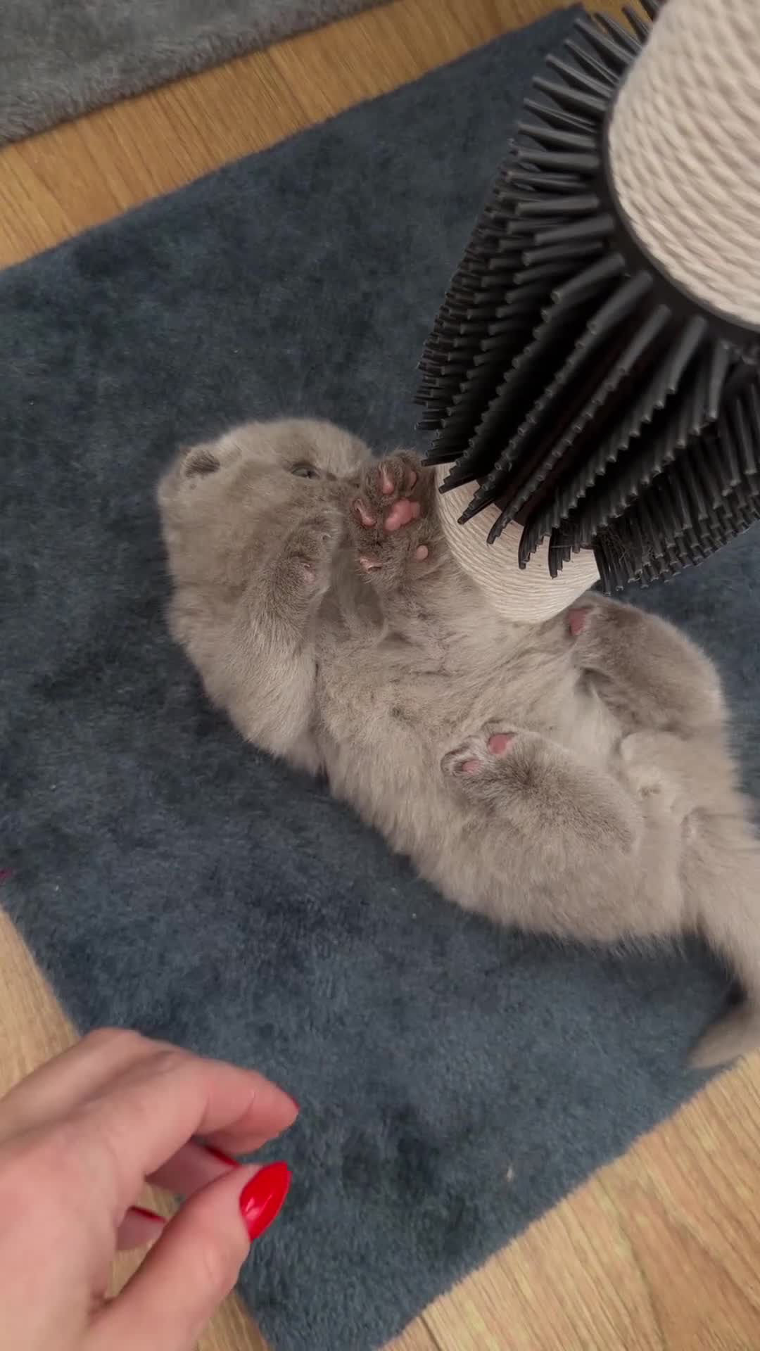 Scottish Fold cats for sale: Last Scottish lillac girl  - Video 1