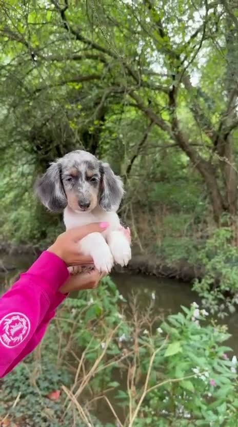 Miniature Dachshund dogs for sale: Long haired miniature dachshunds - Video 1