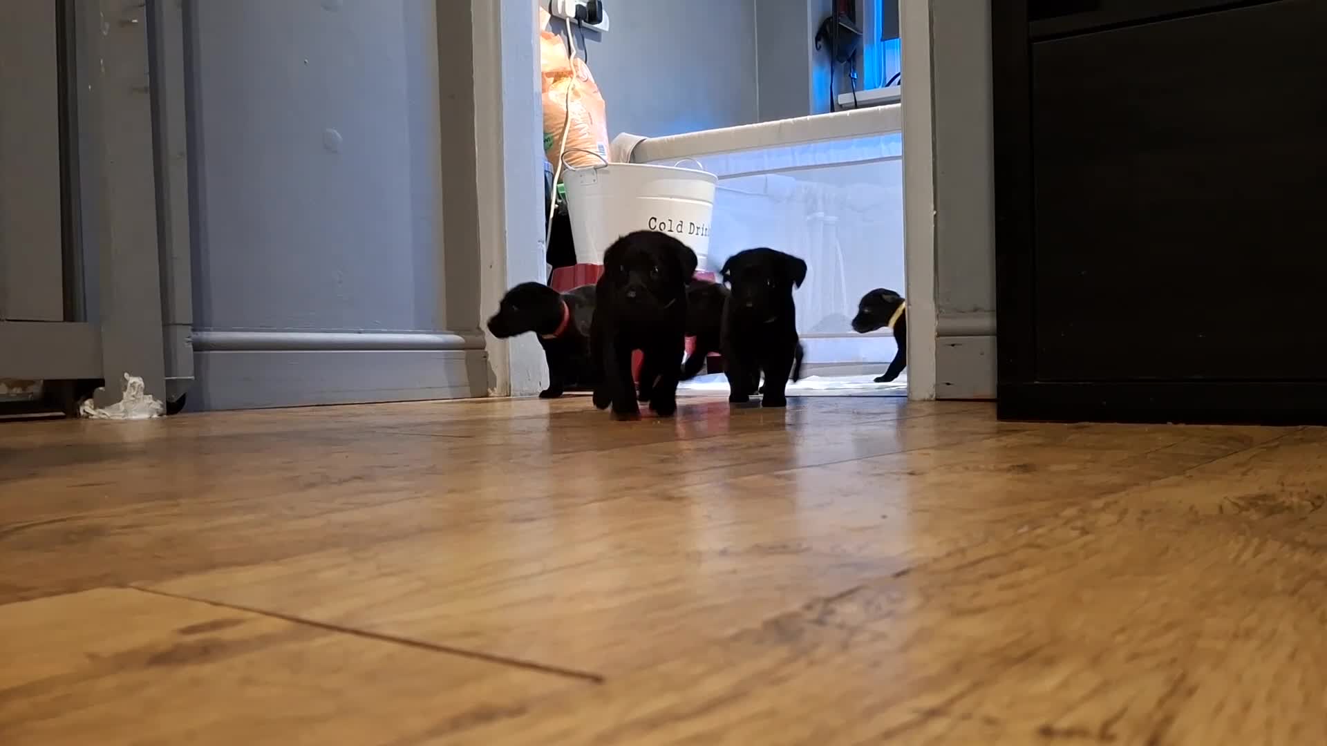 Labrador Retriever dogs for sale: Black labrador puppies - Video 2