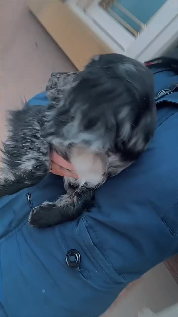 Cocker Spaniel dogs for sale: cocker girl  - Video 3