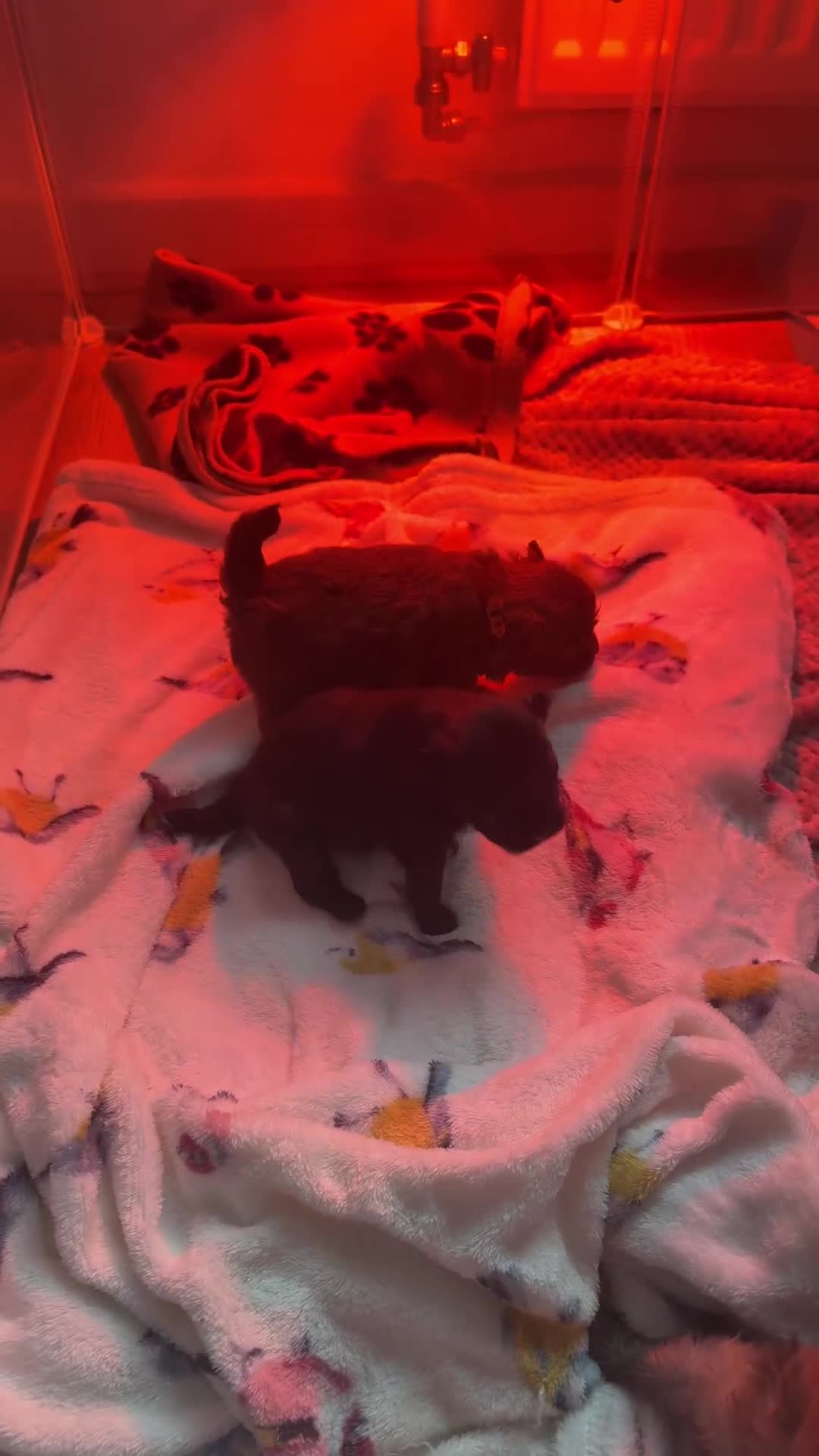 Pomeranian dogs for sale: RUSSIAN 🇷🇺 BLOODLINE POMERANIANS  - Video 1