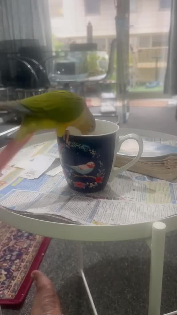 Conures birds for sale: Talking Parrot  in Barking - Video 2