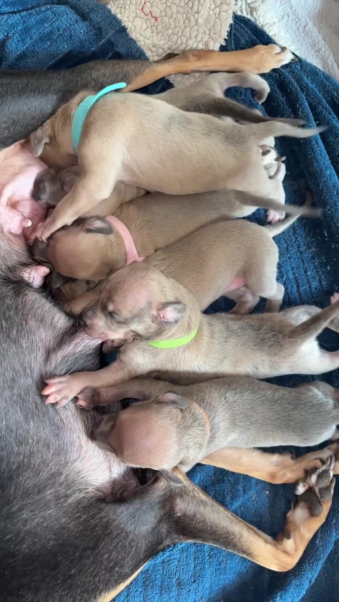 Mixed Breed dogs for sale:  Beautiful Whiggys Whippet X Italian Greyhound  - Video 2