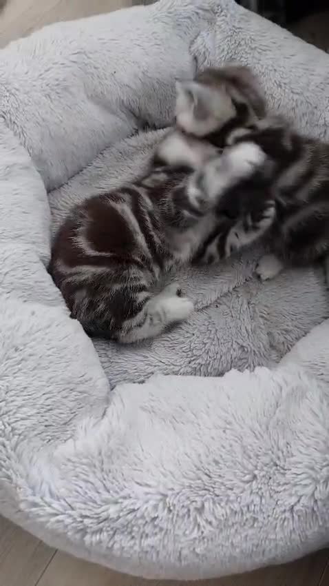 British Shorthair cats for sale: Ready to collect, Silver Tabby kittens  in Rochester - Video 2