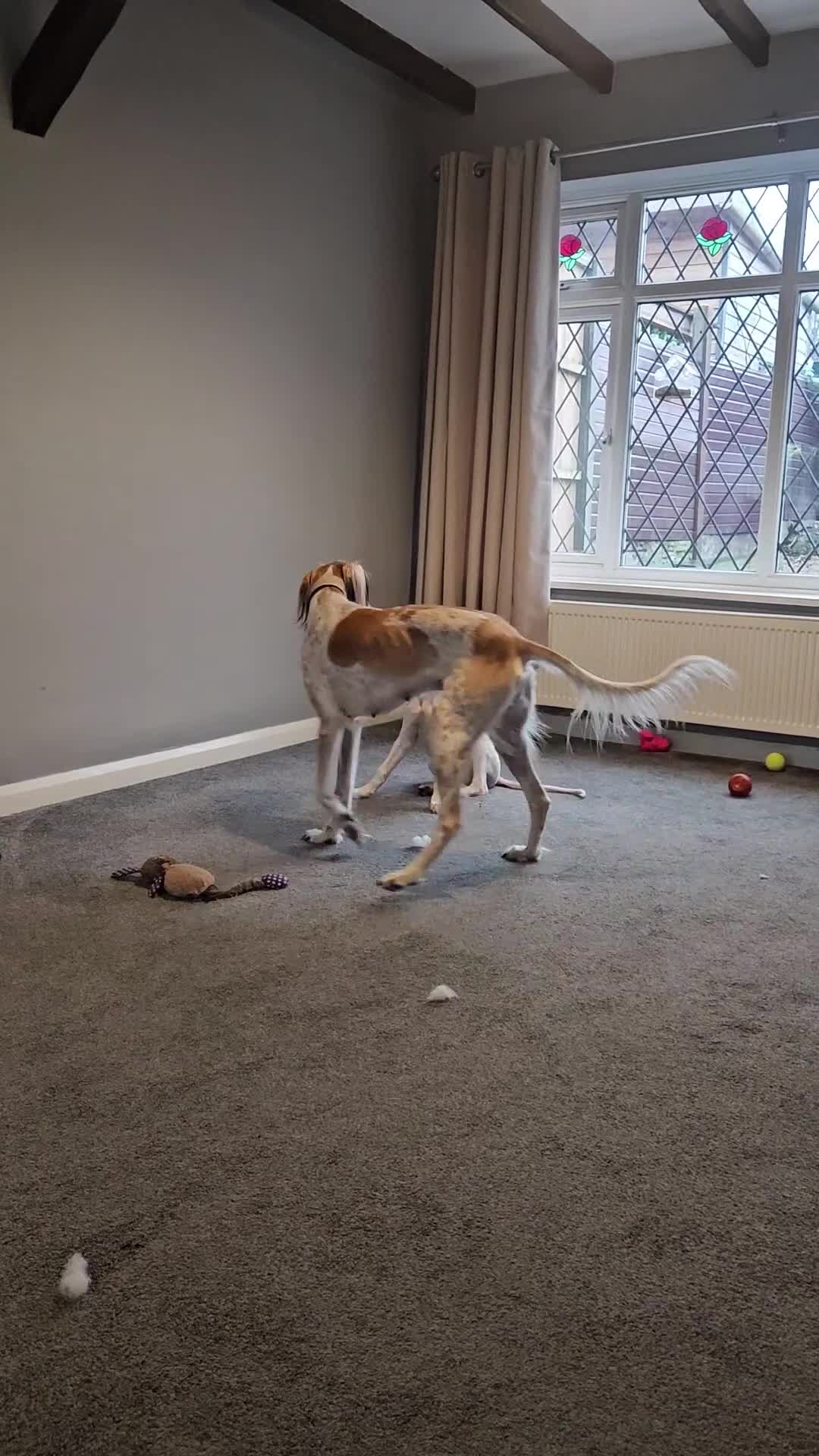 Saluki dogs for sale: Reduced registered saluki pup - Video 1