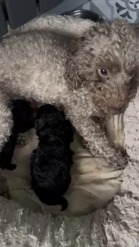 Toy Poodle dogs for sale: ADORABLE ‘ALBERT’ *TOY POODLE*BOY*PUP ready now - Video 3