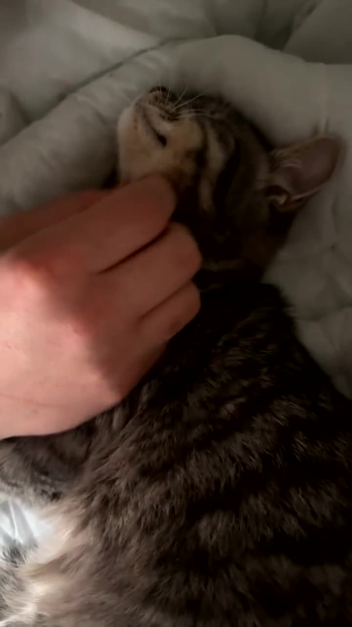 Mixed Breed cats for sale: Sweet Female Cats: Silver Tabby & Grey Longhair - Video 4