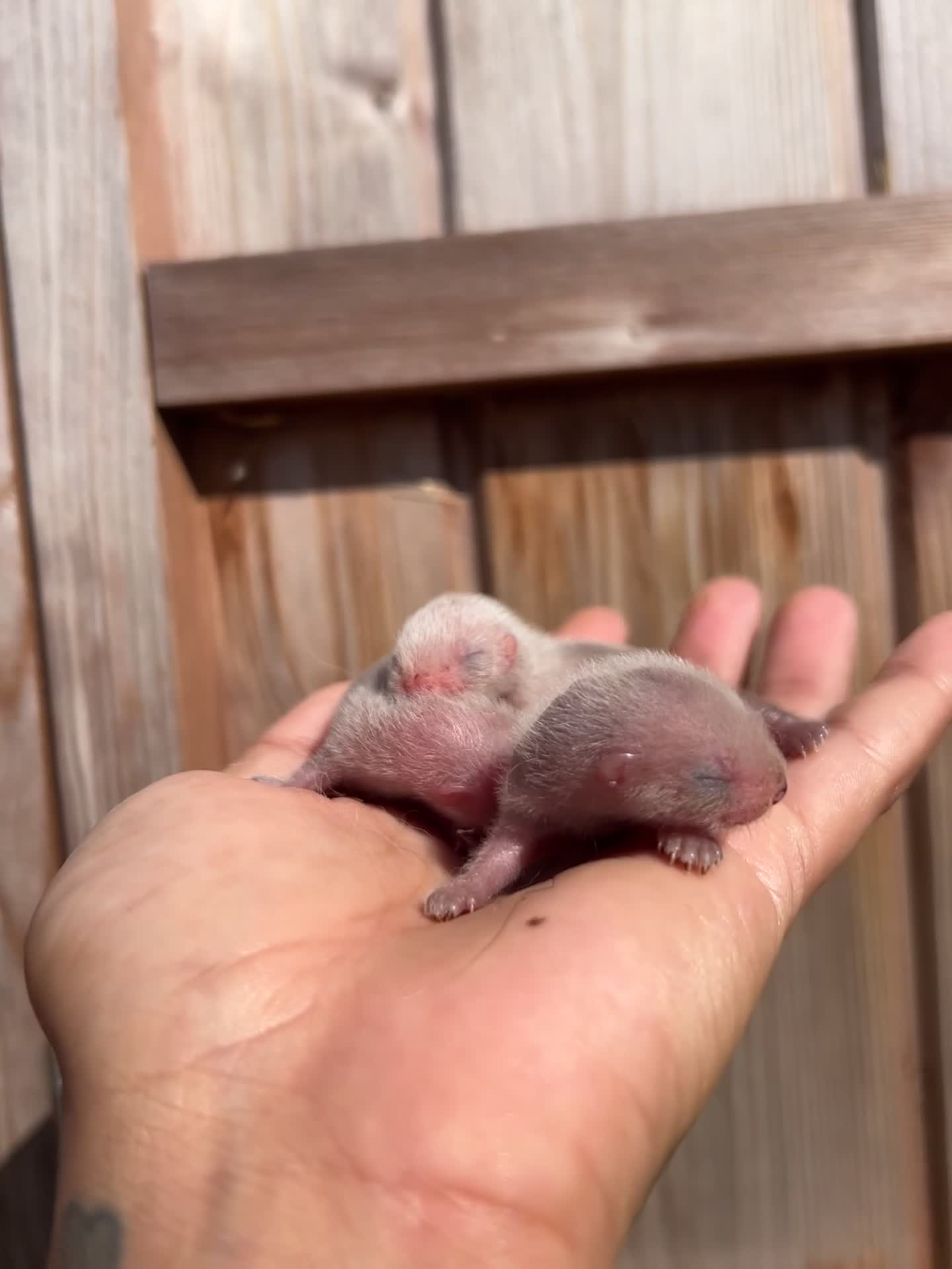 Ferret rodents for sale: Full and Semi pedigree angora babies To reserve in Gravesend - Video 1