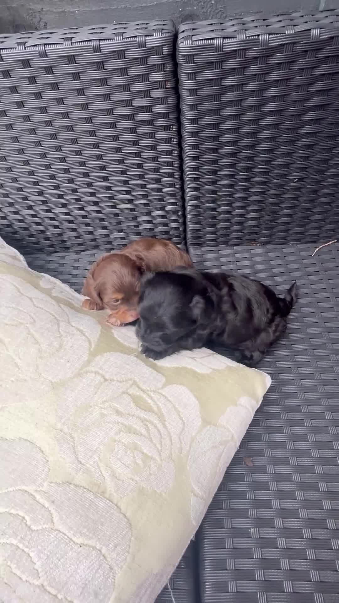 Shihpoo dogs for sale: Shihpoo - Video 1