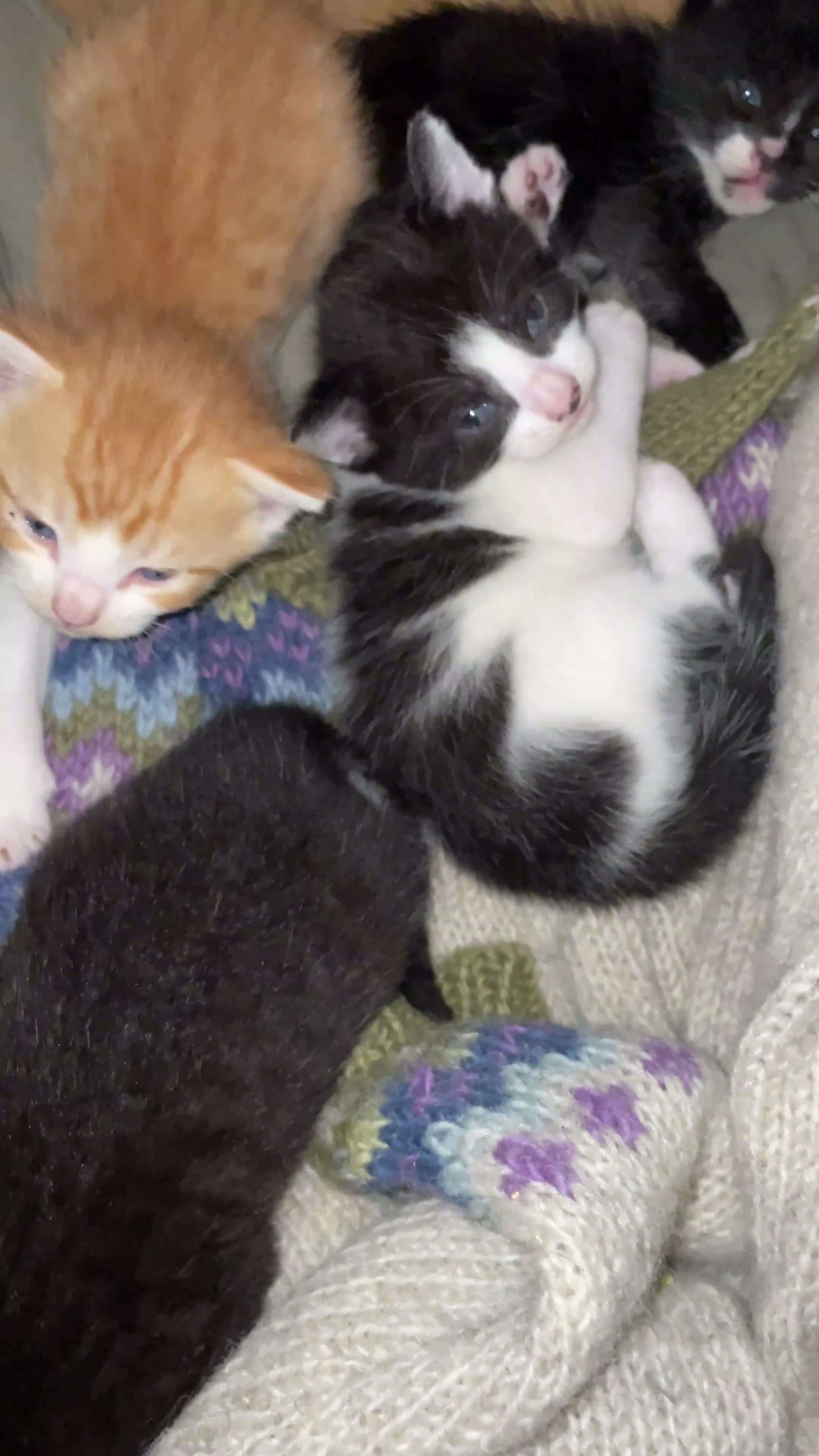 Mixed Breed cats for sale: Adorable Kittens for Sale – Used to Dogs 🐱❤️ - Video 1