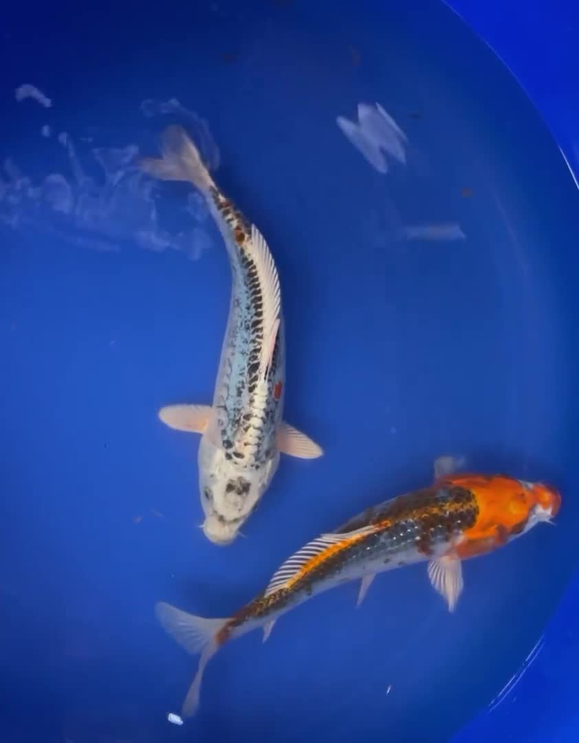 Koi Carp fish for sale: Koi carp - Video 1