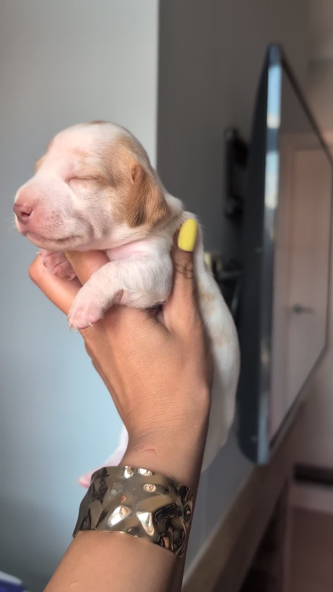Miniature Dachshund dogs for stud: 🤎🤍 Chocolate Dapple Stud - PROVEN 🤎🤍 - Video 1